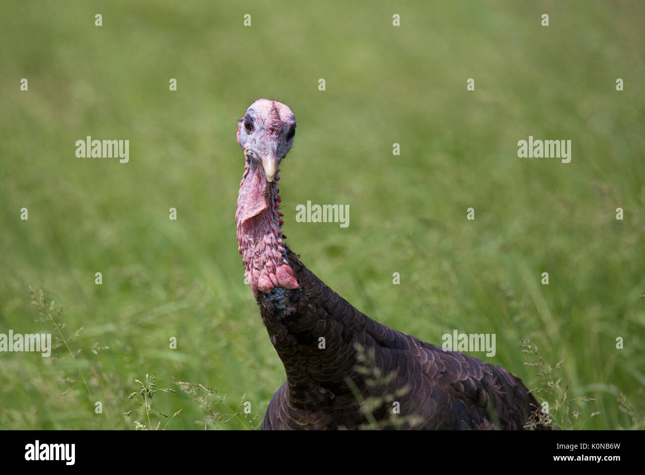 Le dindon sauvage en été Banque D'Images