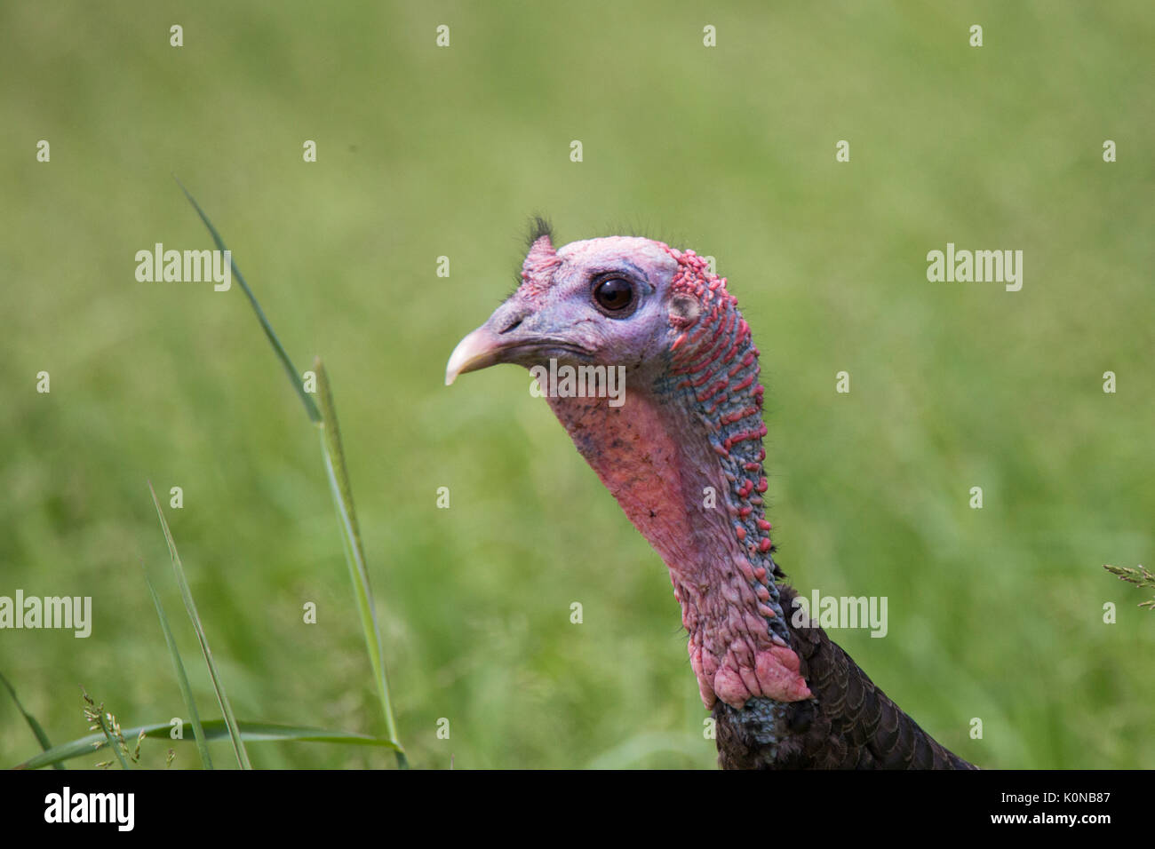 Le dindon sauvage en été Banque D'Images