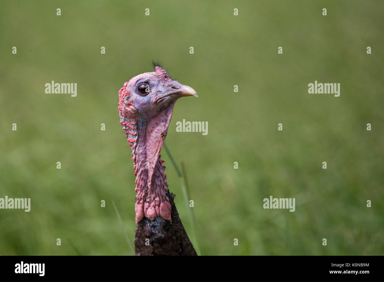 Le dindon sauvage en été Banque D'Images