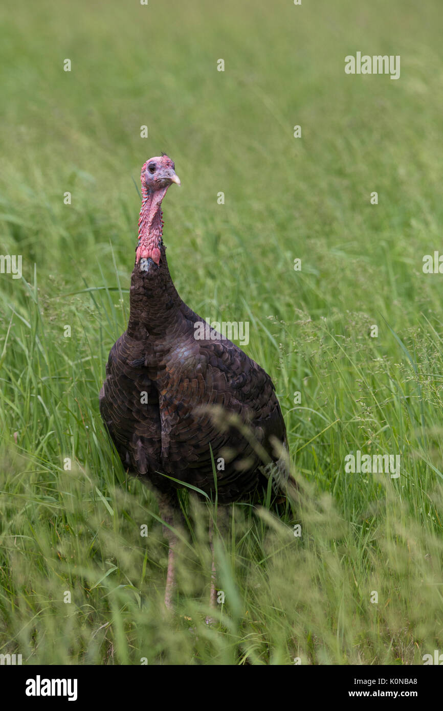 Le dindon sauvage en été Banque D'Images