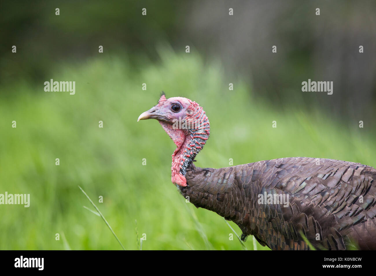 Le dindon sauvage en été Banque D'Images