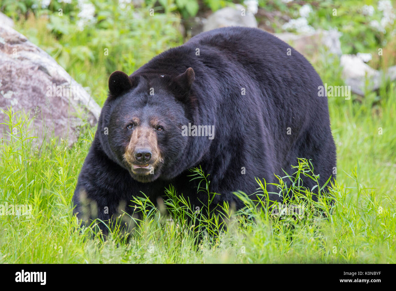 énorme ours Banque de photographies et d'images à haute résolution - Alamy