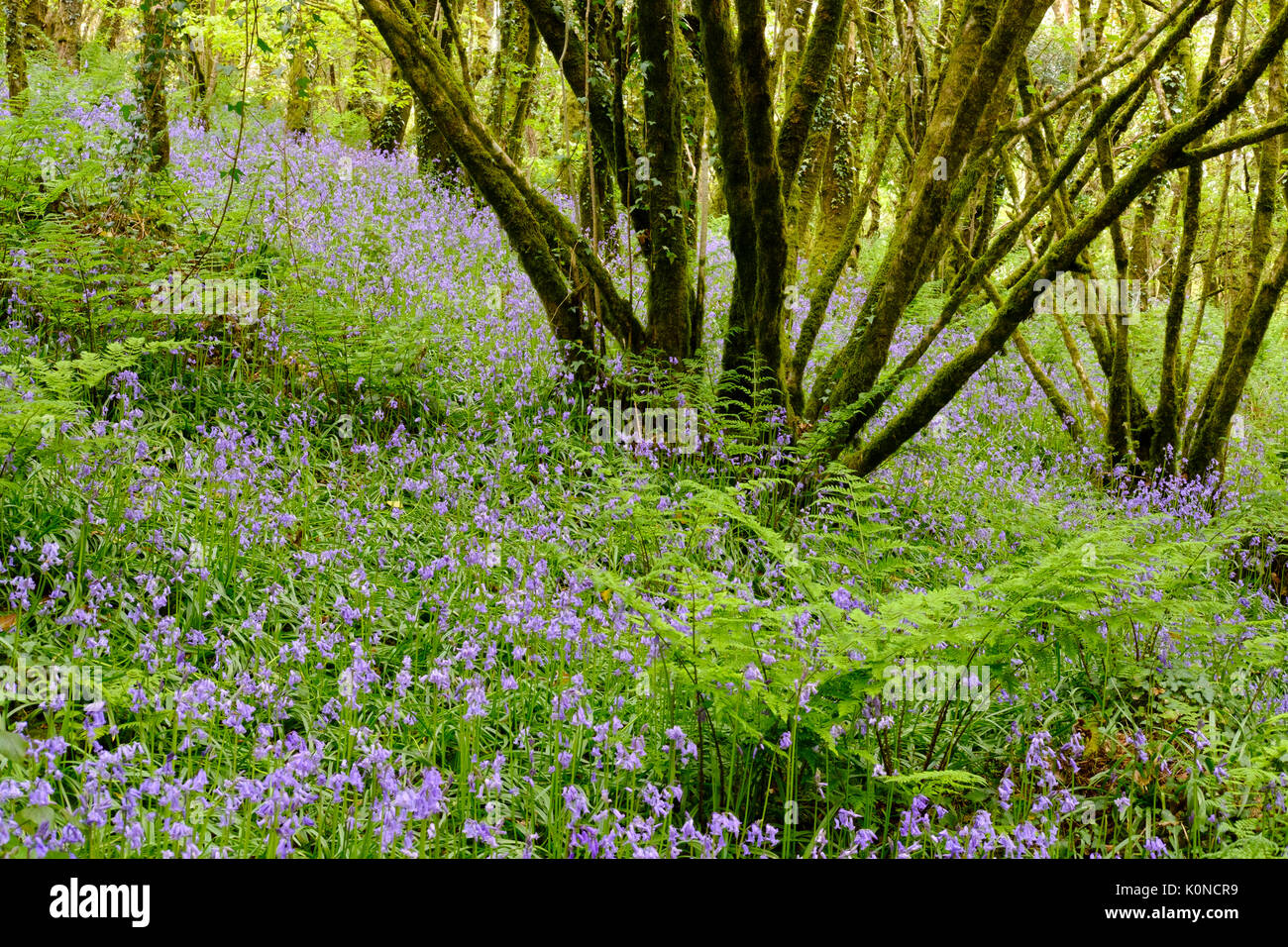 Blüten von Atlantisches Hasenglöckchen (Hyacinthoides non-scripta) im Wald, Naturreservat Golitha Falls, bei Liskeard Bodmin Moor, Cornwall, Angleterre, Banque D'Images
