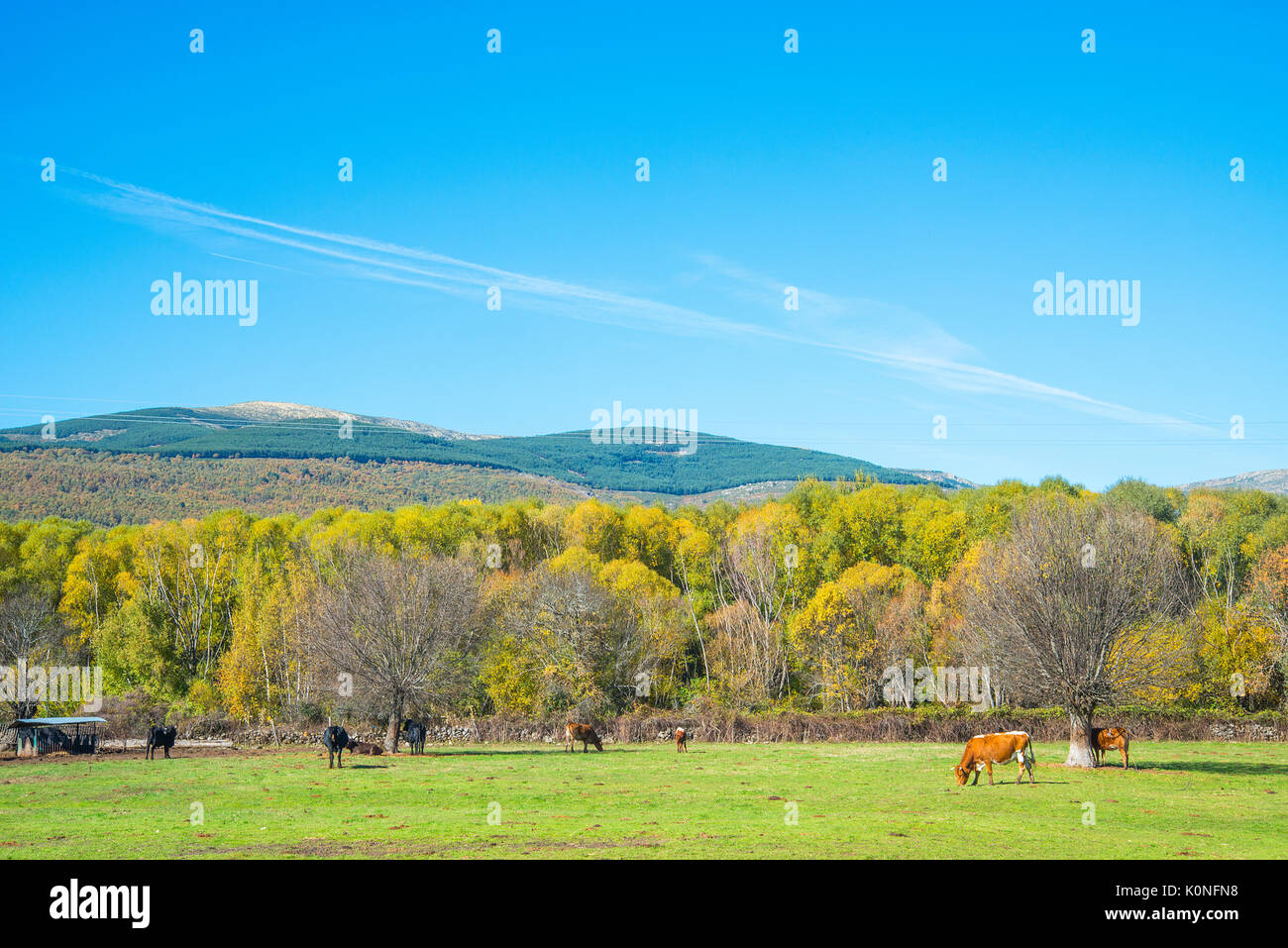 Vaches qui paissent dans le pré. Le Parc National de la Sierra de Guadarrama, Madrid, Espagne, province. Banque D'Images