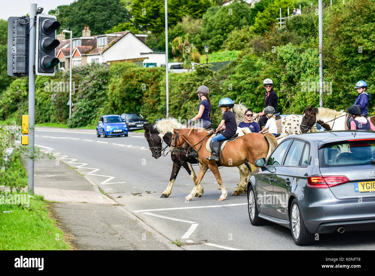 Les cavaliers holding up traffic alors qu'ils traversent une route à Newquay en Cornouailles. Banque D'Images