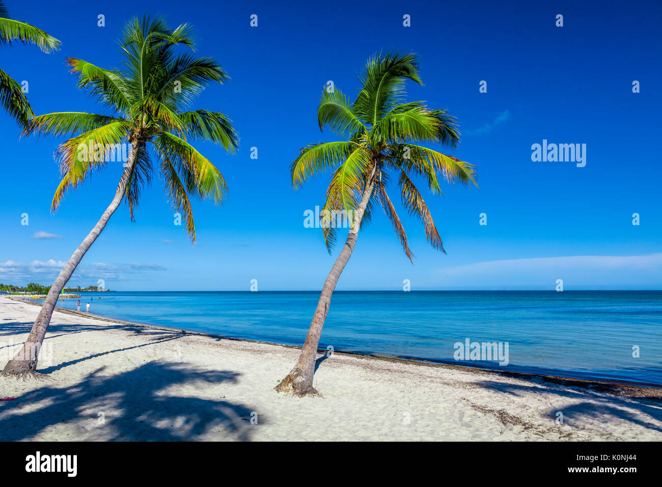 Des palmiers et des gens sur sandy Smathers Beach sur l'océan Atlantique à Key West en Floride le jour d'un ciel bleu Banque D'Images