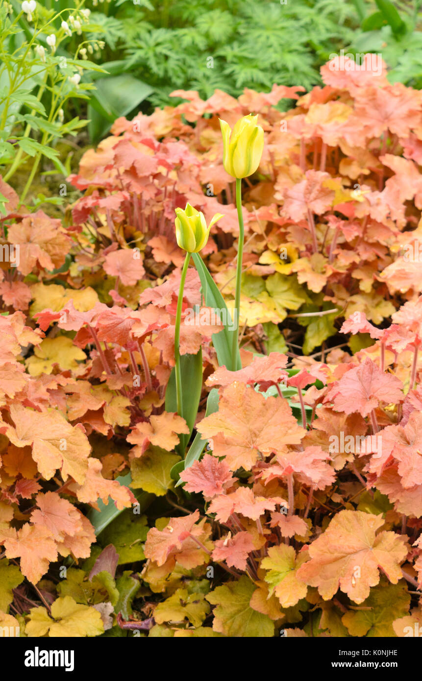 Tulip (tulipa) et poilue alumroot (Heuchera villosa 'Caramel') Banque D'Images