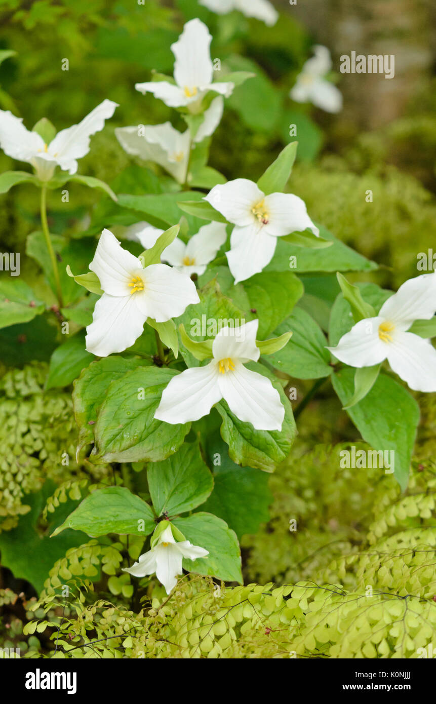 Grandes fleurs (trillium grandiflorum trillium) Banque D'Images
