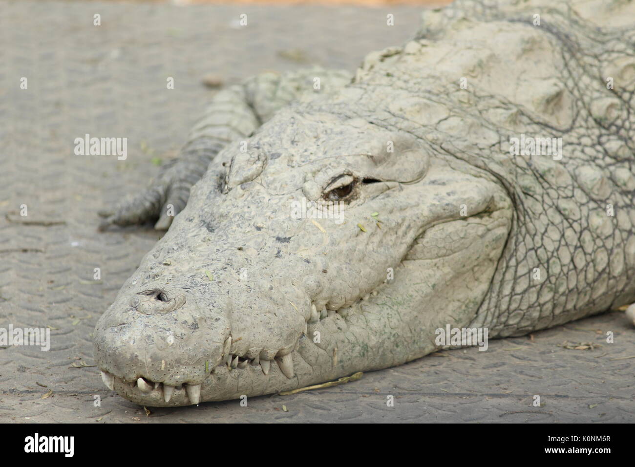 Collection de la faune Les animaux carnivores et herbivores avec des moments forts et expression pris dans la jungle. Banque D'Images