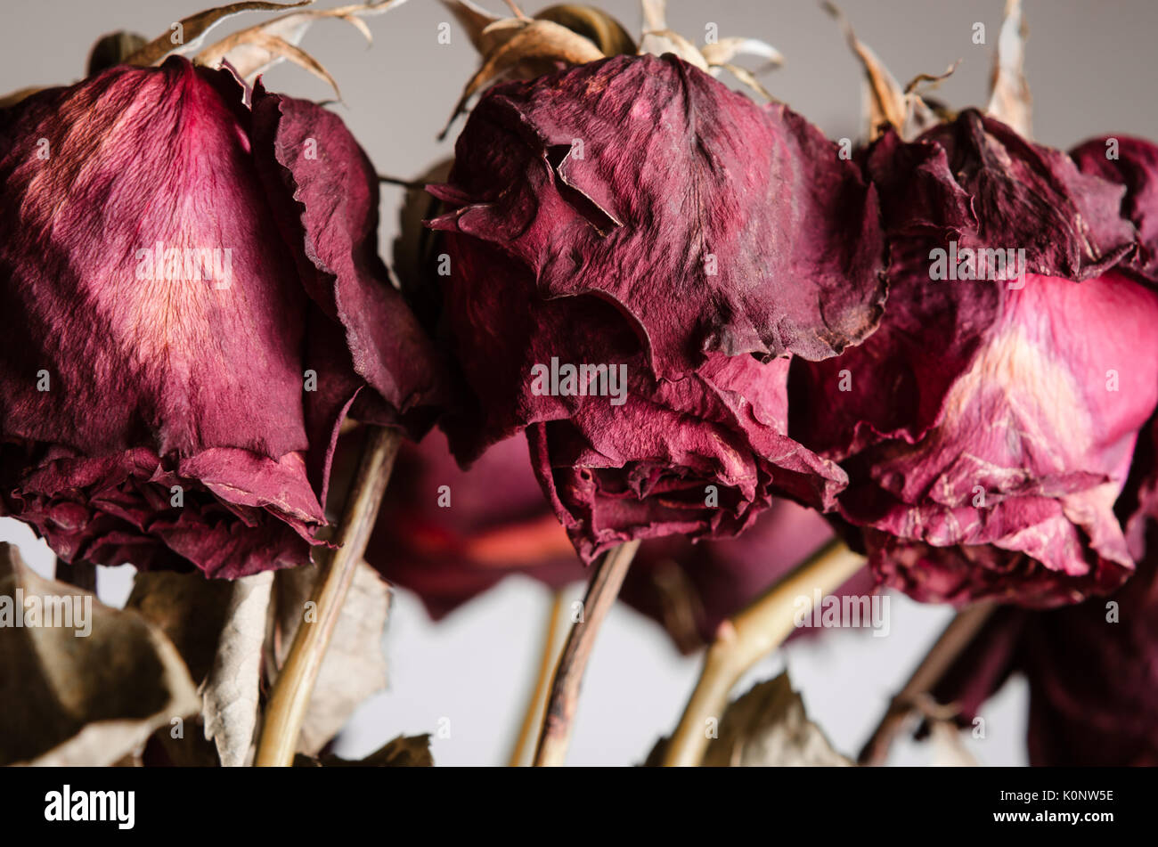 Close up de la Trille, dead flowerheads de roses rouges sur tiges. Banque D'Images