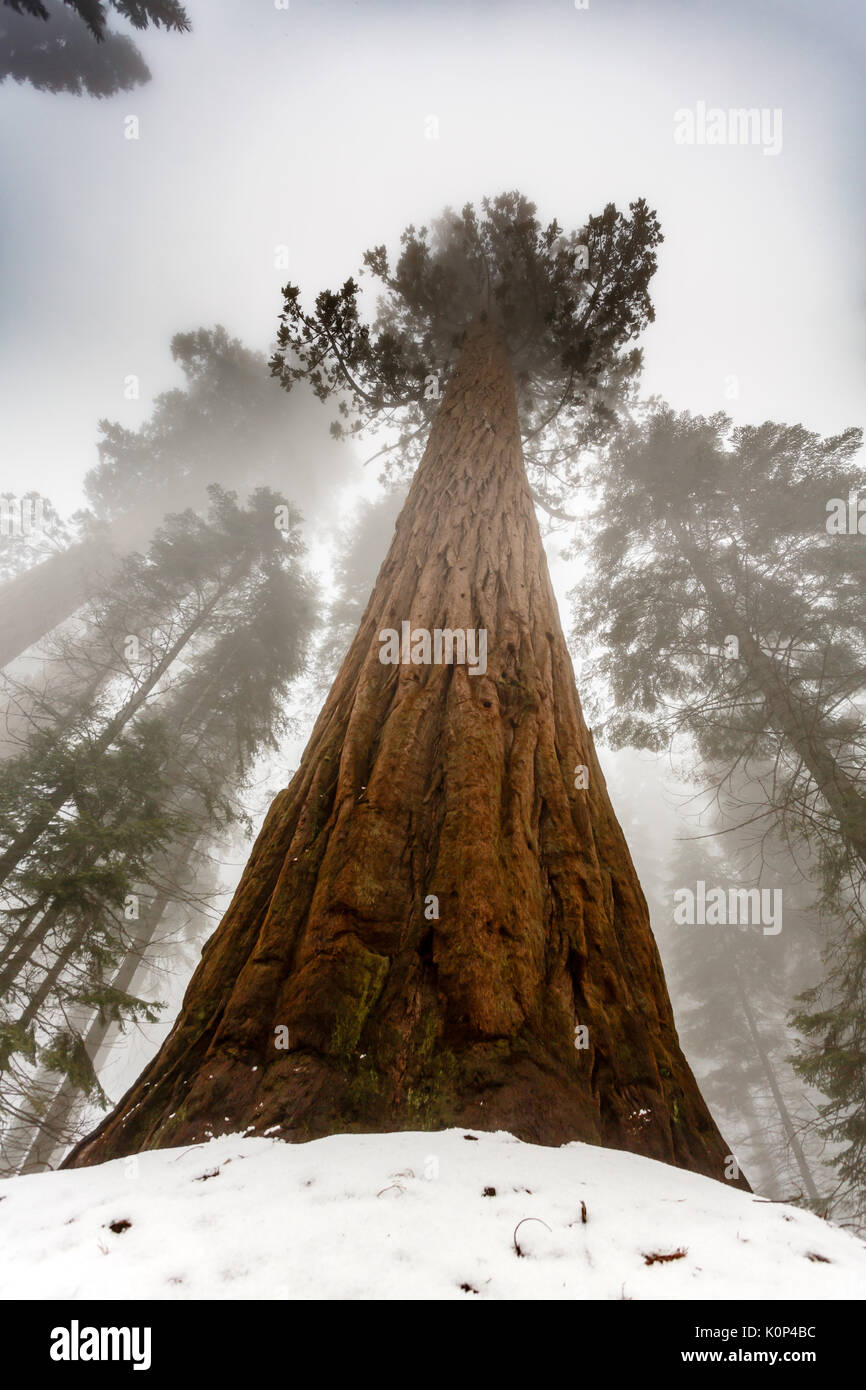 C'est une base de ce géant sur arbre séquoia. Banque D'Images