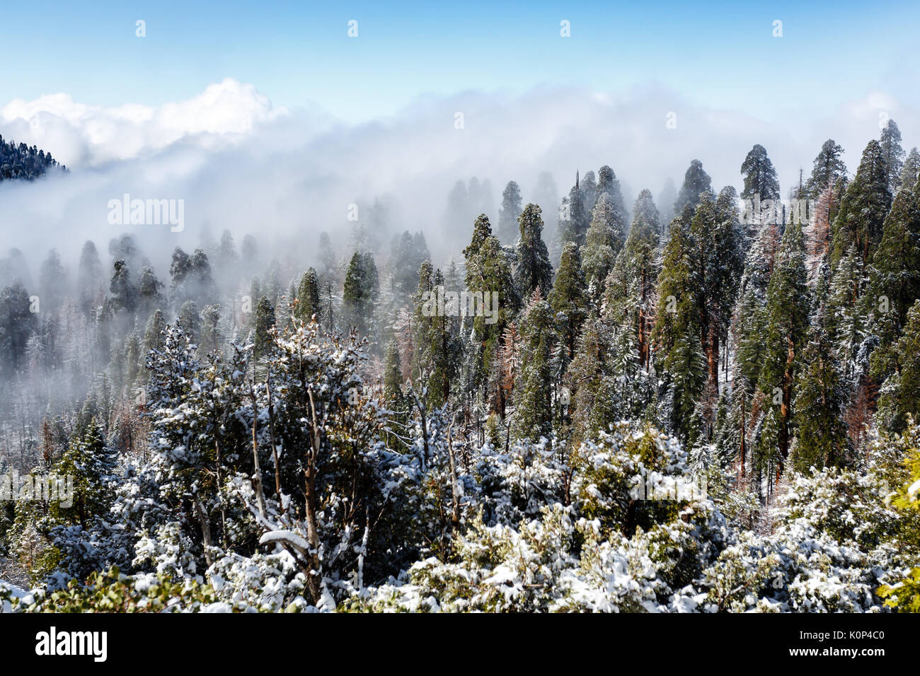 Neige et brouillard ramper sur le côté de la montagne alors que l'après-midi avance, masquant les sommets des séquoias géants Banque D'Images