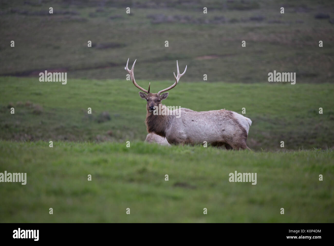 Gros plan du wapiti de Tule mâles sauvages avec de grandes prairies erre dans les bois de rack au Point Reyes National Seashore Banque D'Images