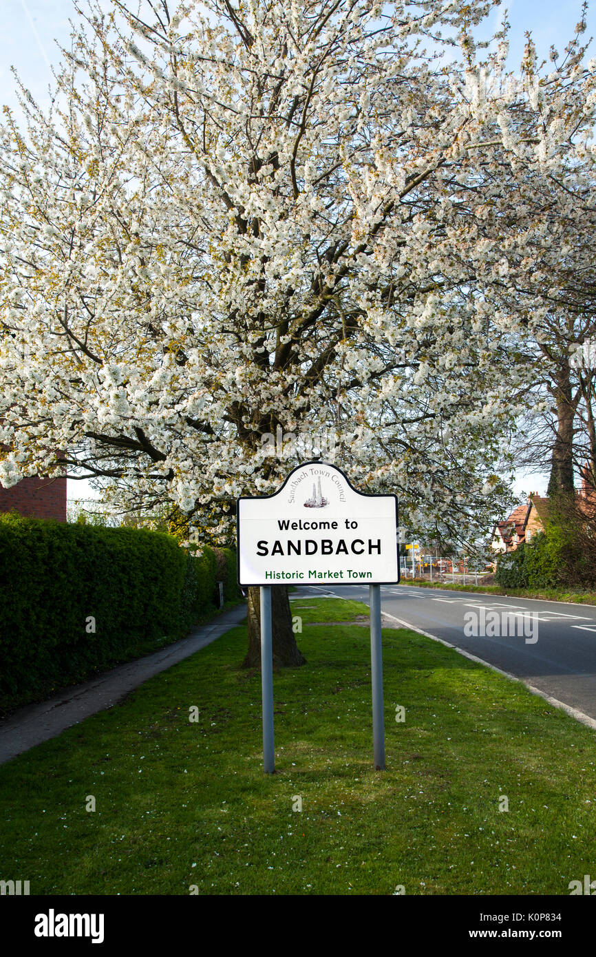 Panneau disant bienvenue à Sandbach, la ville de marché historique de Cheshire, avec une toile de fond de fleur de printemps sur les arbres Banque D'Images