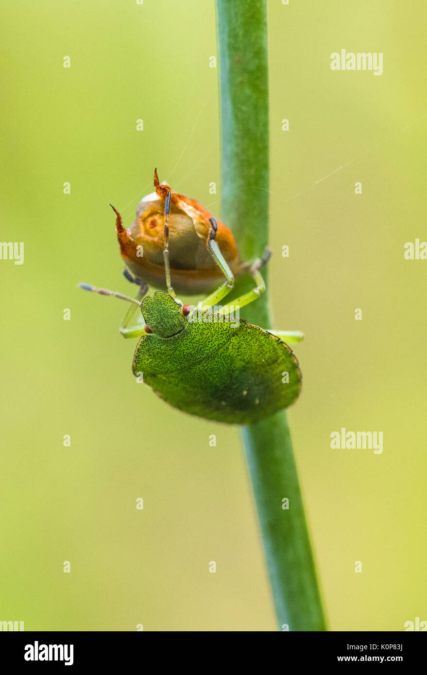 Close up d'un bug de l'écran d'aubépine. Banque D'Images