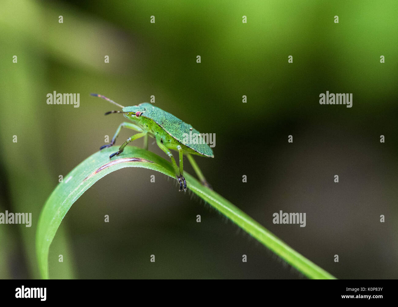 Close up d'un bug de l'écran d'aubépine. Banque D'Images