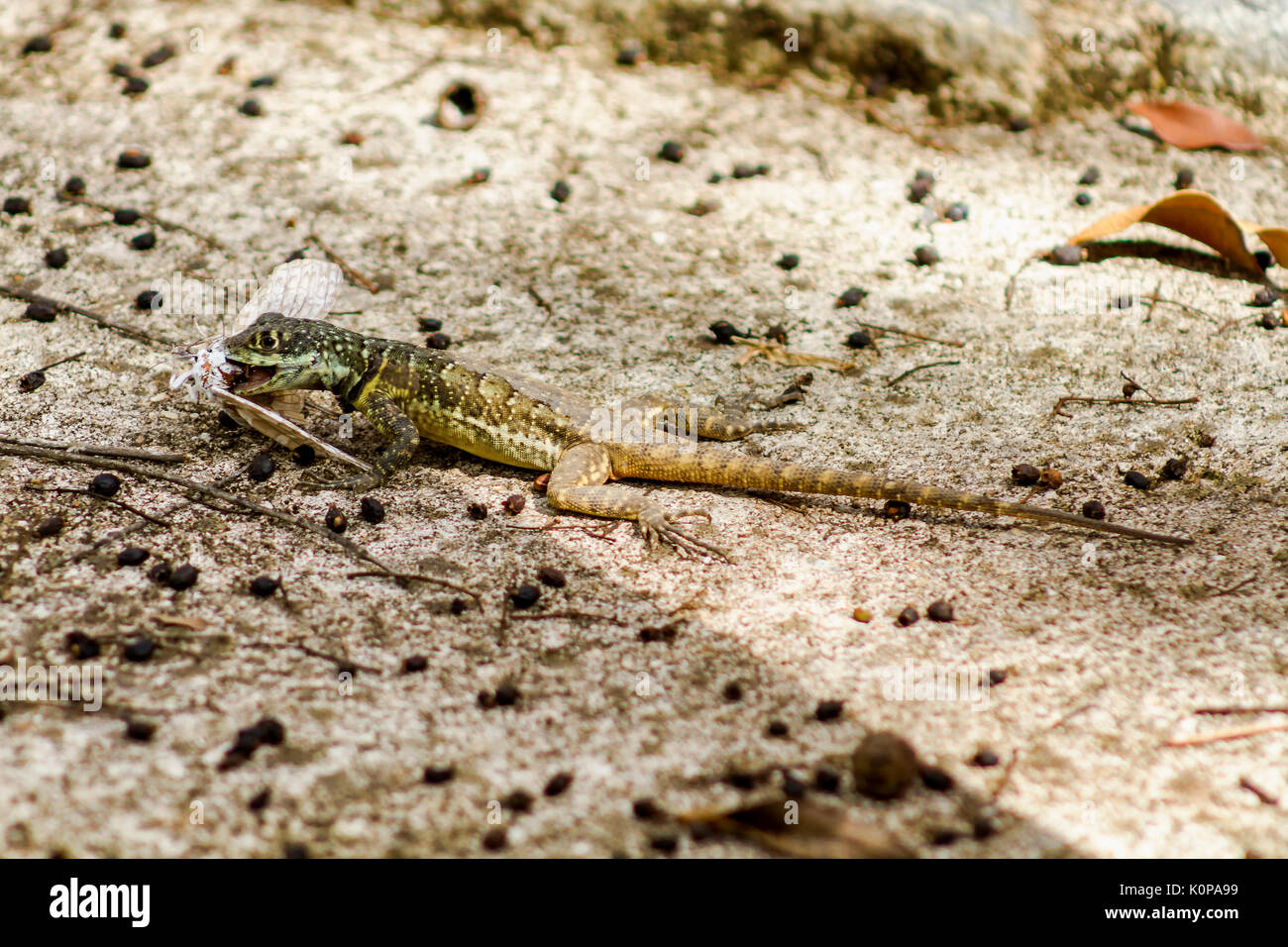 Lézard mangeant Banque de photographies et d’images à haute résolution Alamy