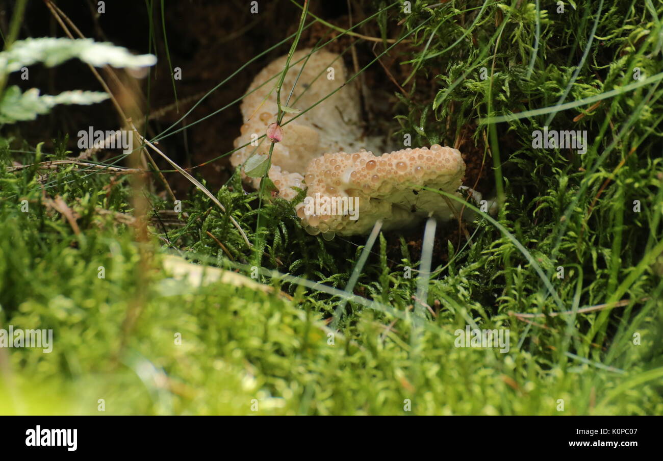 Oligoporus guttulatus, une espèce de la famille champignon Polyporaceae, avec de l'eau baisse. Banque D'Images