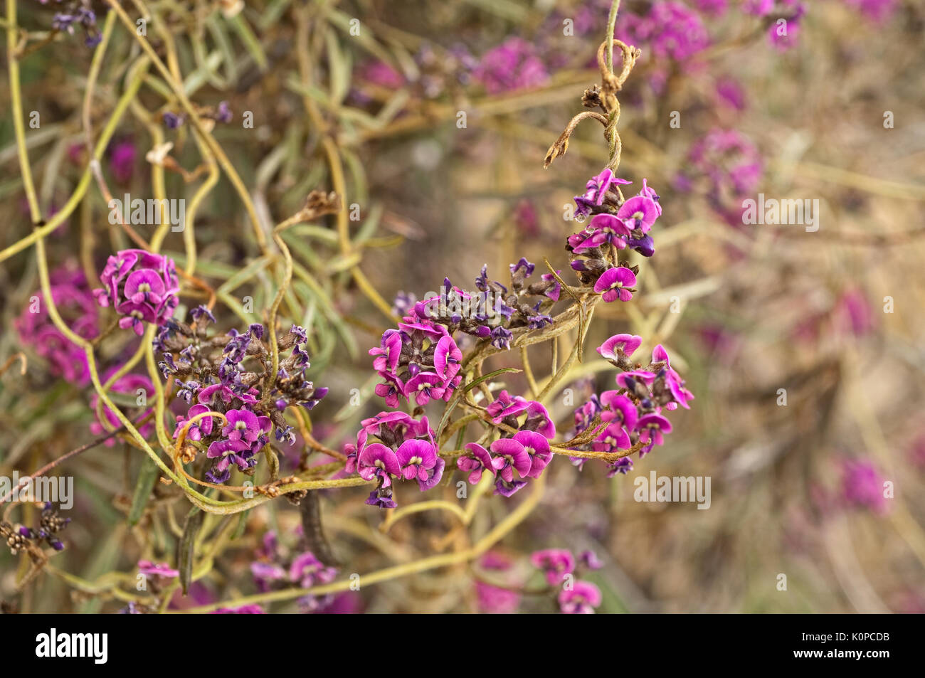 Vigne rampante, l'étouffement du semi arides de l'Australie. Sarcostemma caustique ou australe, vigne. Banque D'Images