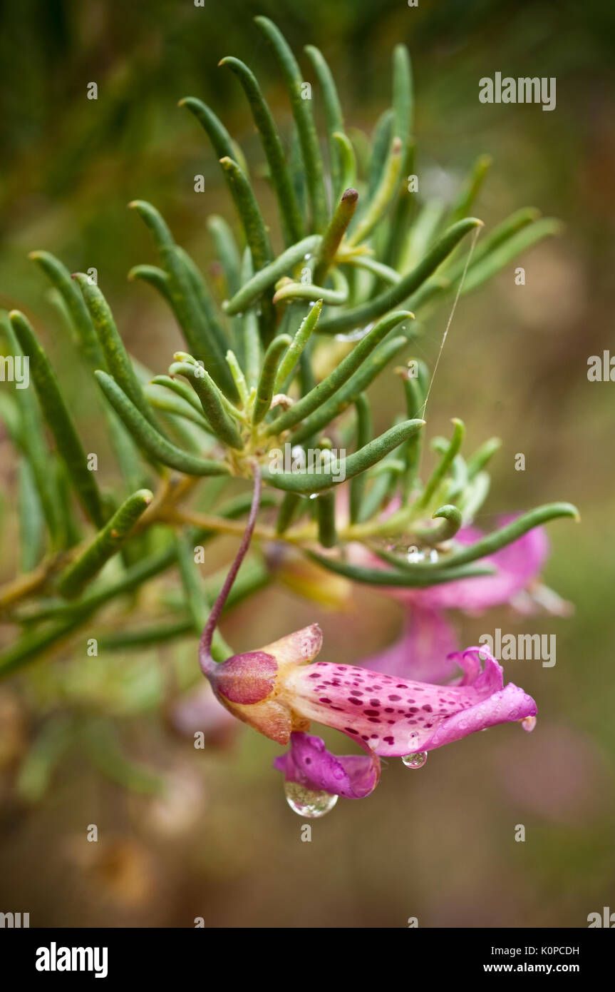 Close up of flower Fuschia-Bush à feuilles étroites. Parfois appelée l'UEM Les Buissons, et s'étendant largement sur de grandes parties de l'intérieur de l'Australie, l'Eremophi Banque D'Images