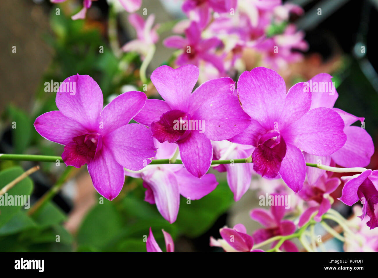 Trois orchidées dans une ligne magenta, rose / violet à un temple thaïlandais Banque D'Images