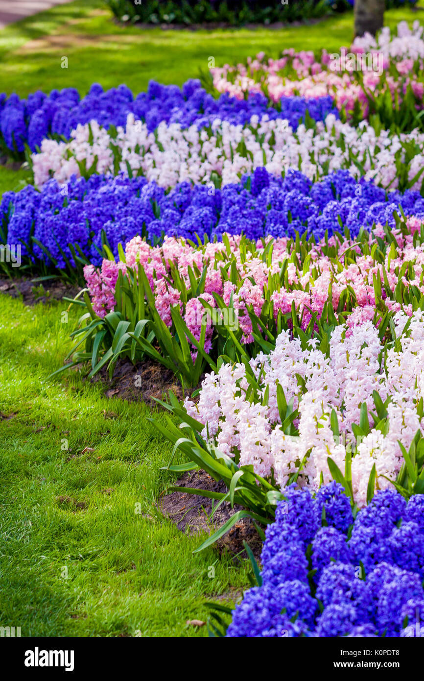 Paysage jardin Jardin design moderne.. Cour et Jardin paysagé Banque D'Images