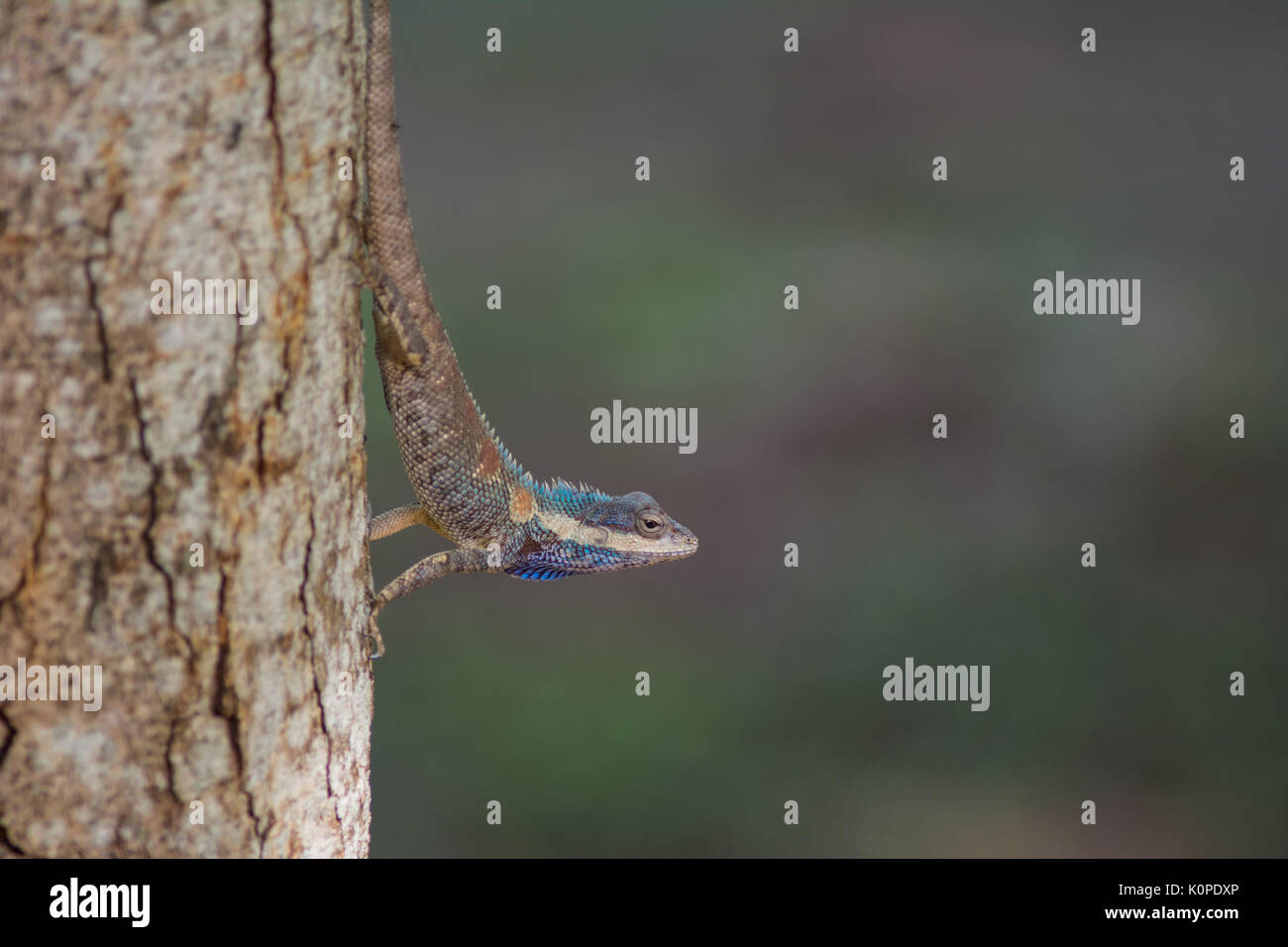 Lézard à crête bleue (Calotes mystaceus) dans les forêts tropicales, la Thaïlande Banque D'Images