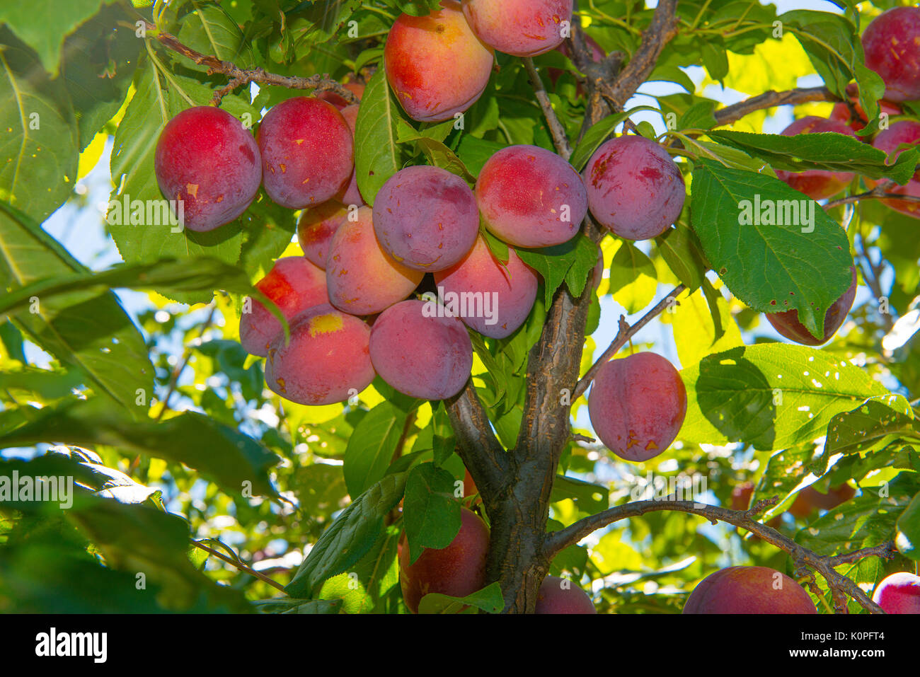 Les prunes,fruits,plum orchard Banque D'Images