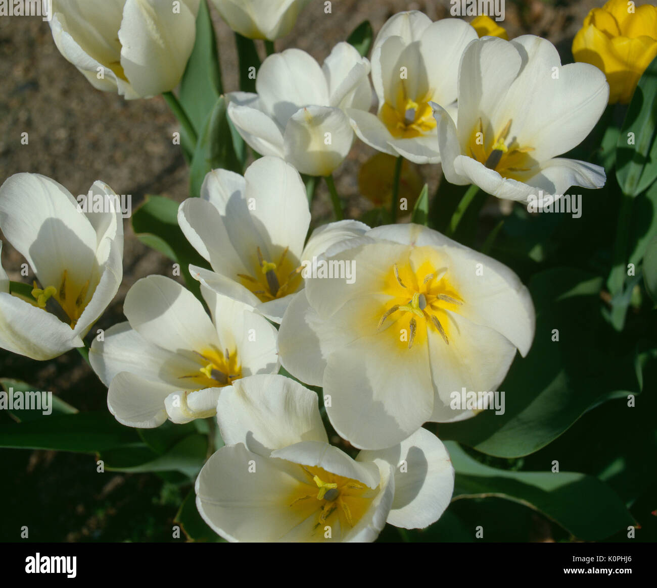 CLOSE UP OF WHITE TULIPS (TULIPA SP.) Banque D'Images