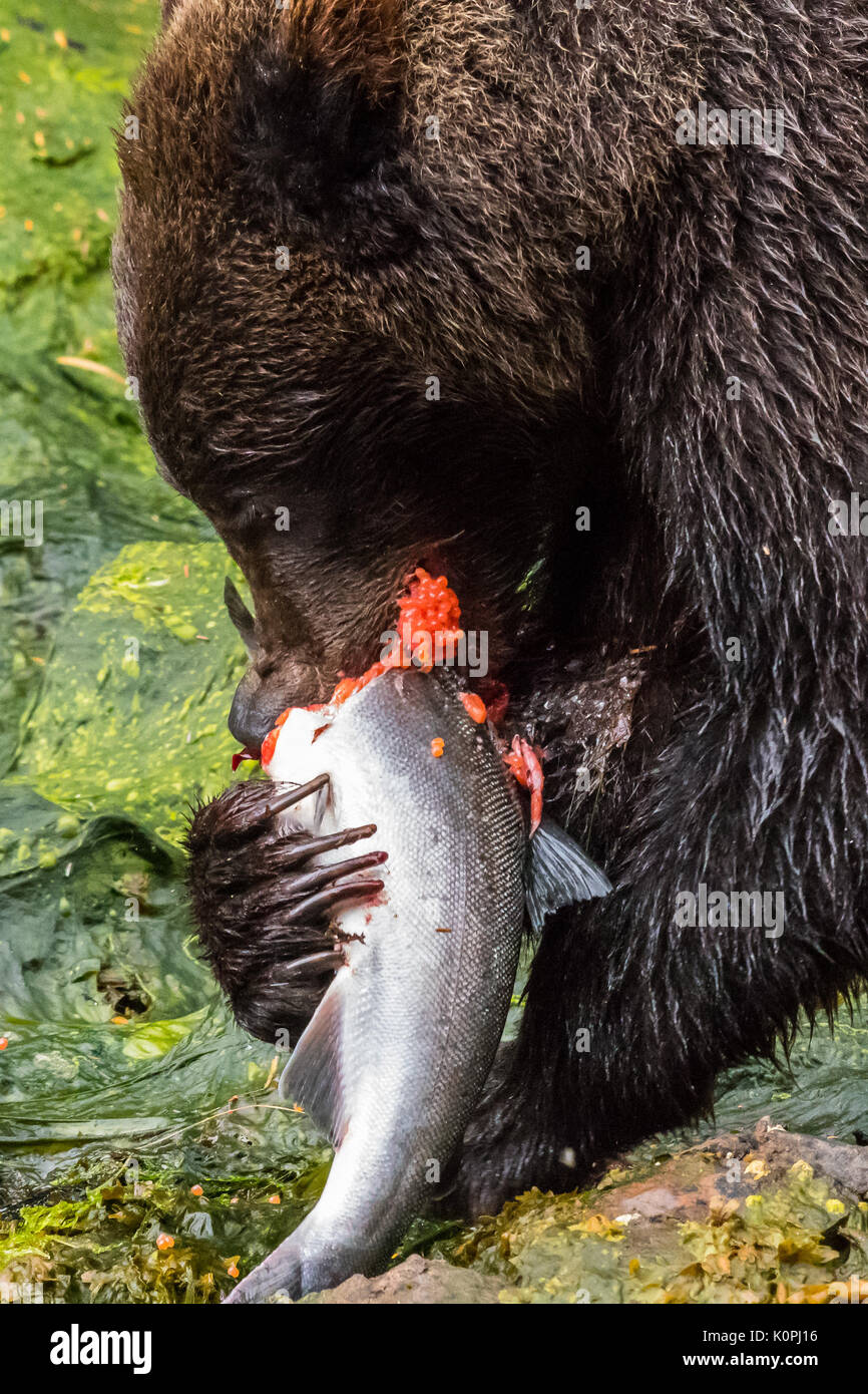 Brown (côtières) grizzly (Ursus arctos horribilis) manger un saumon dans le sud-est de l'Alaska, USA. Banque D'Images