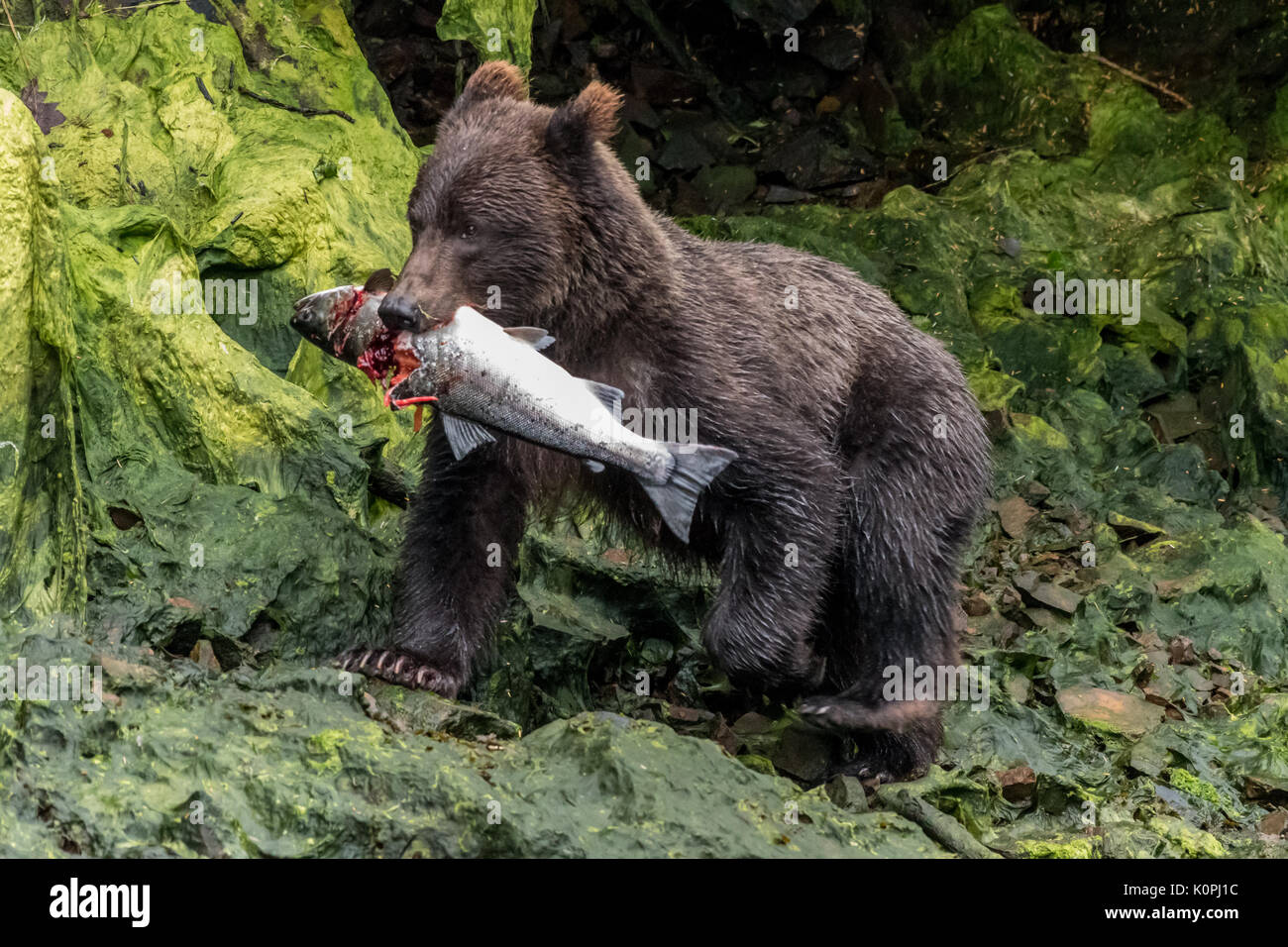 Brown (côtières) grizzly (Ursus arctos horribilis) portant un saumon dans le sud-est de l'Alaska, USA. Banque D'Images