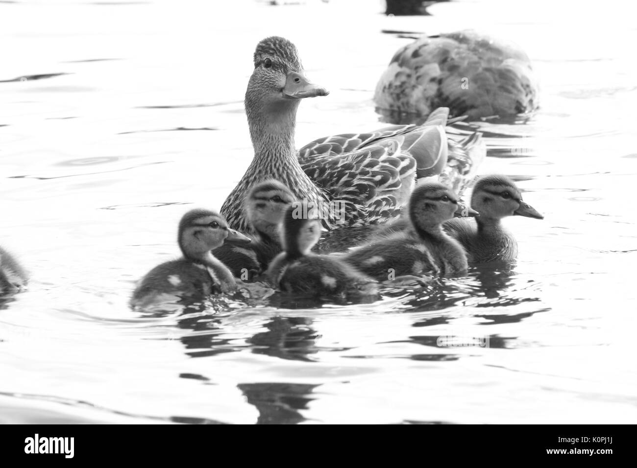 Momma duck Banque D'Images
