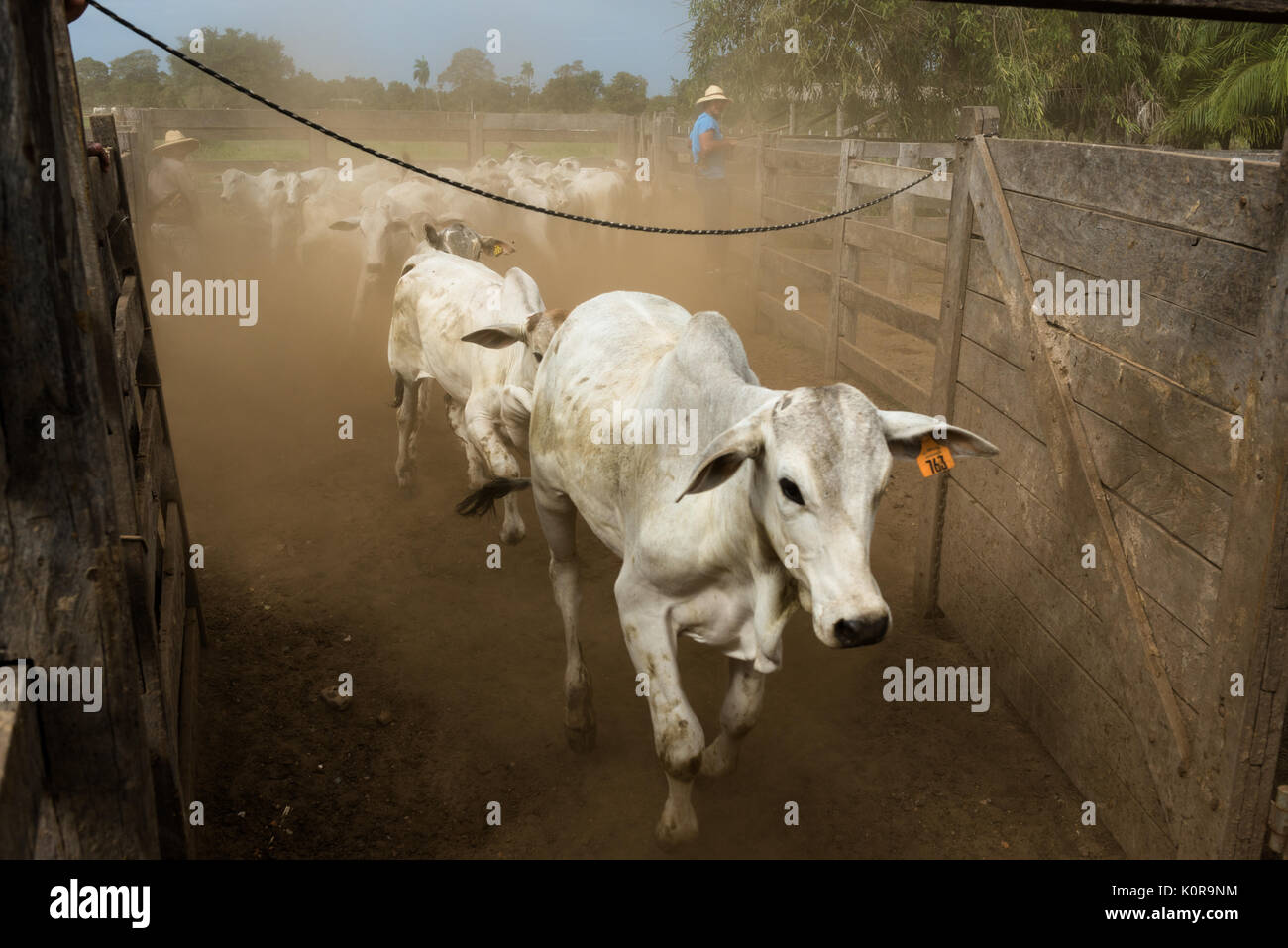 Peão boiadeiro tangendo gado nelore em fazenda - Pantanal Sul, Pulsar  Imagens
