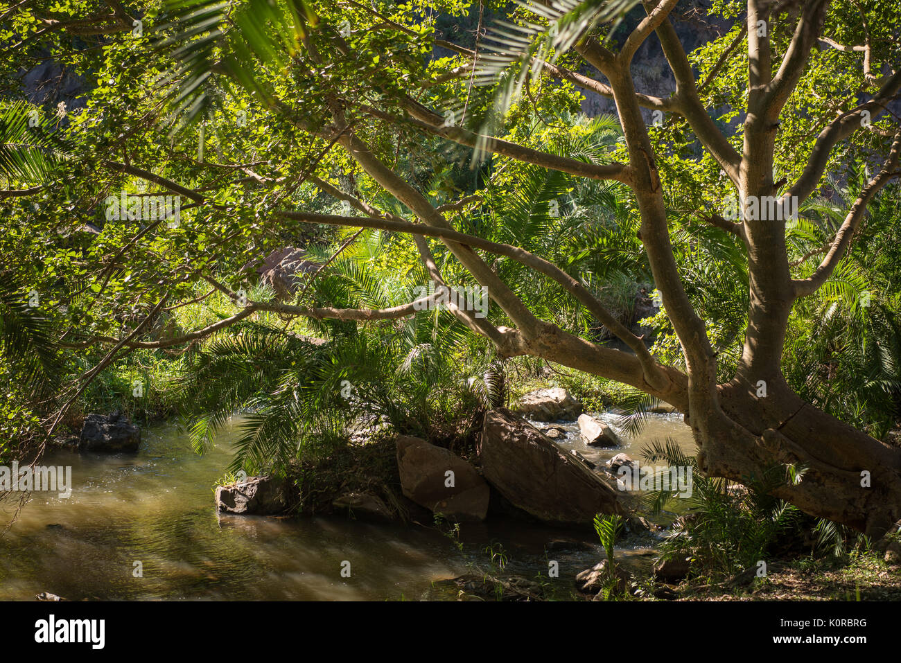 Belle fig tree sur la rive de la rivière Mbuluzi Banque D'Images