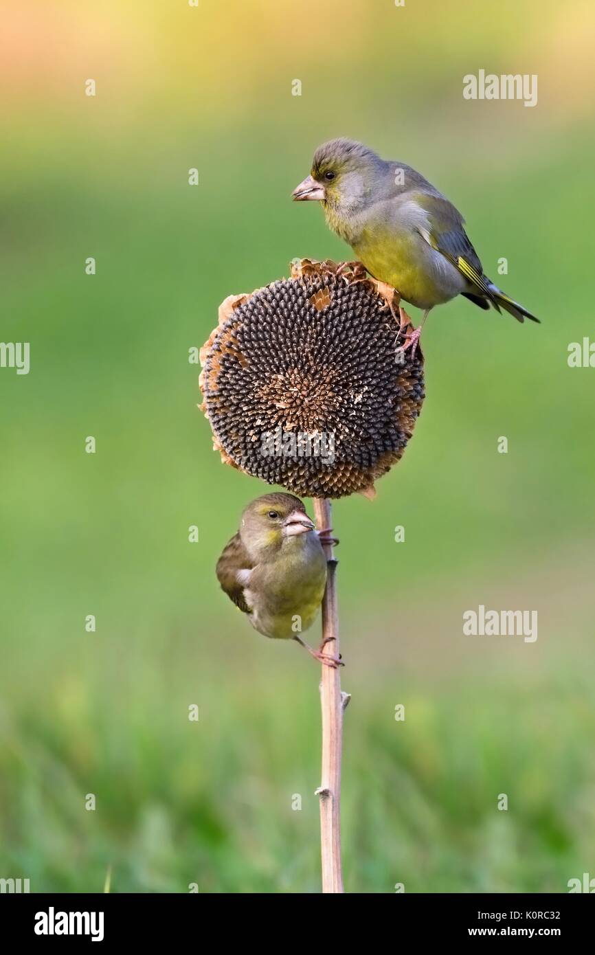 Chloris Chloris - Cygne tuberculé. Deux petit oiseau se trouve sur une plante de tournesol tournesol rss et grains de. Banque D'Images