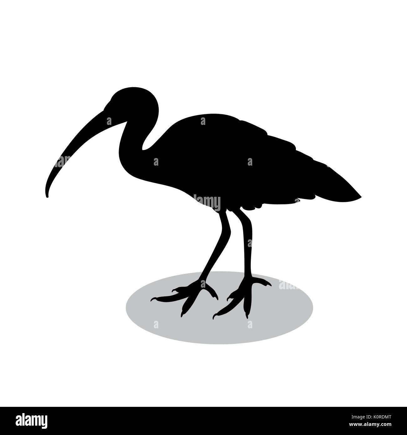 Ibis silhouette noire animal. Vector Illustrator. Illustration de Vecteur