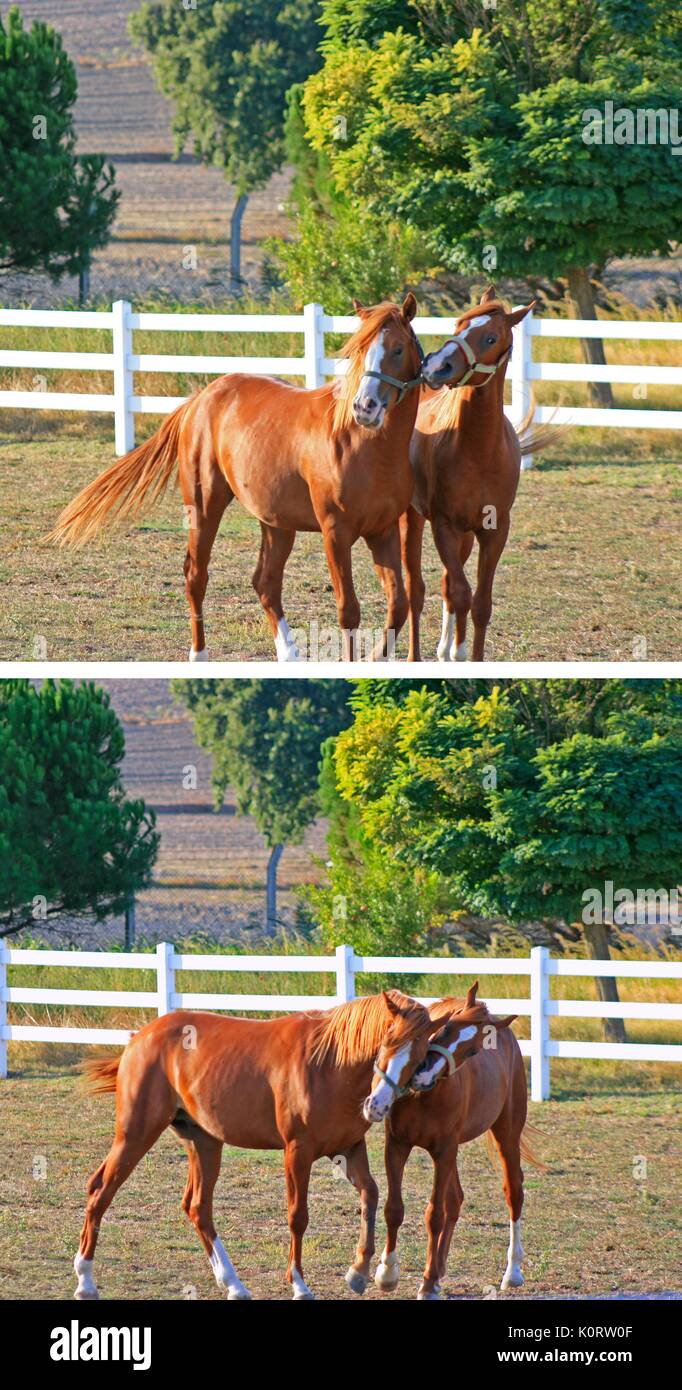 Couple de chevaux en collage farm Banque D'Images