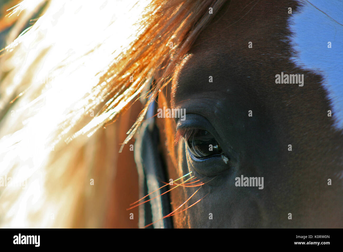 Oeil de cheval, Close up Banque D'Images
