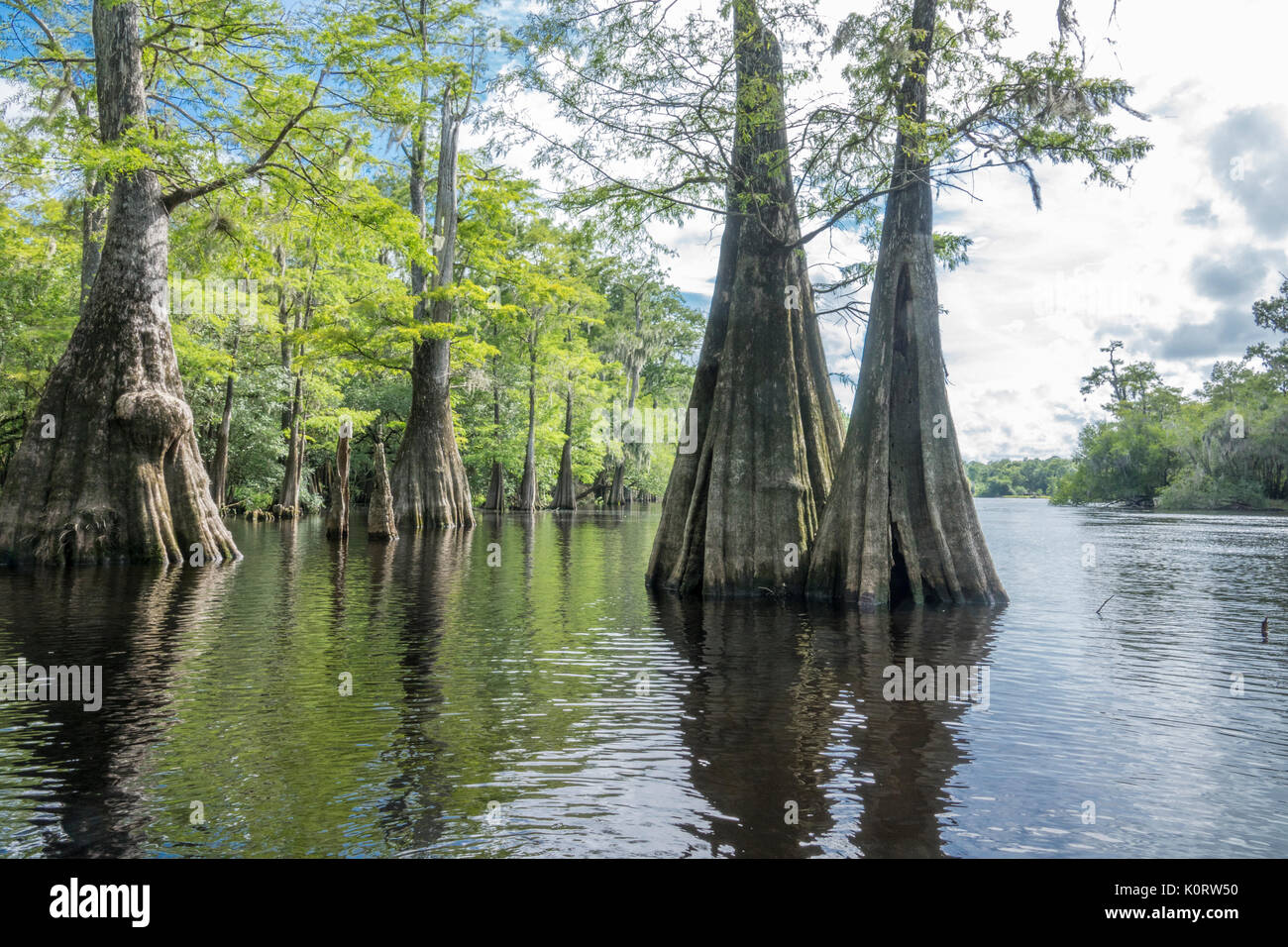 Cyprès le long de la rivière Santa Fe inférieure, en Floride Banque D'Images