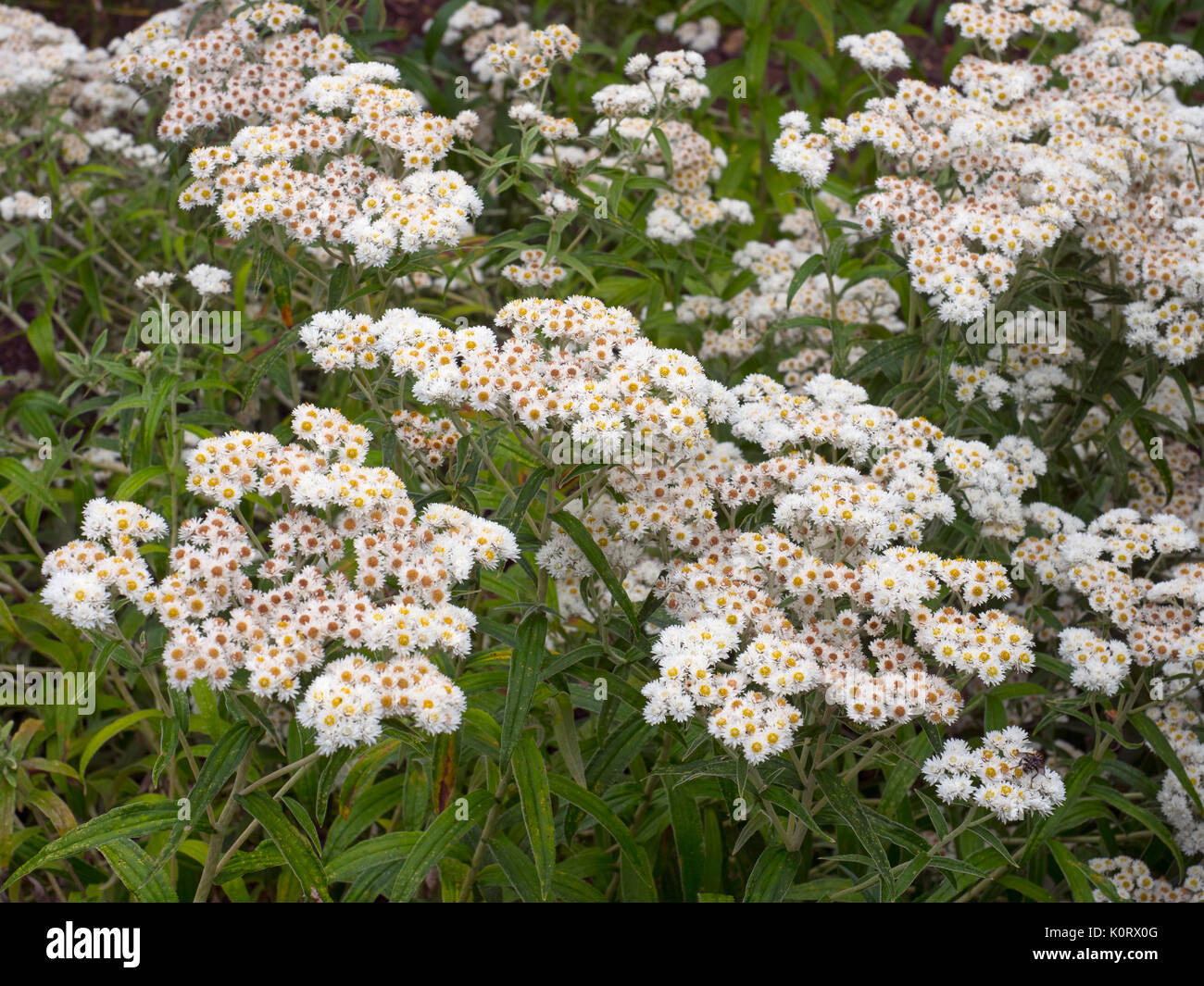 L'Anaphalis connu sous le nom de pearl ou pearly everlasting Banque D'Images