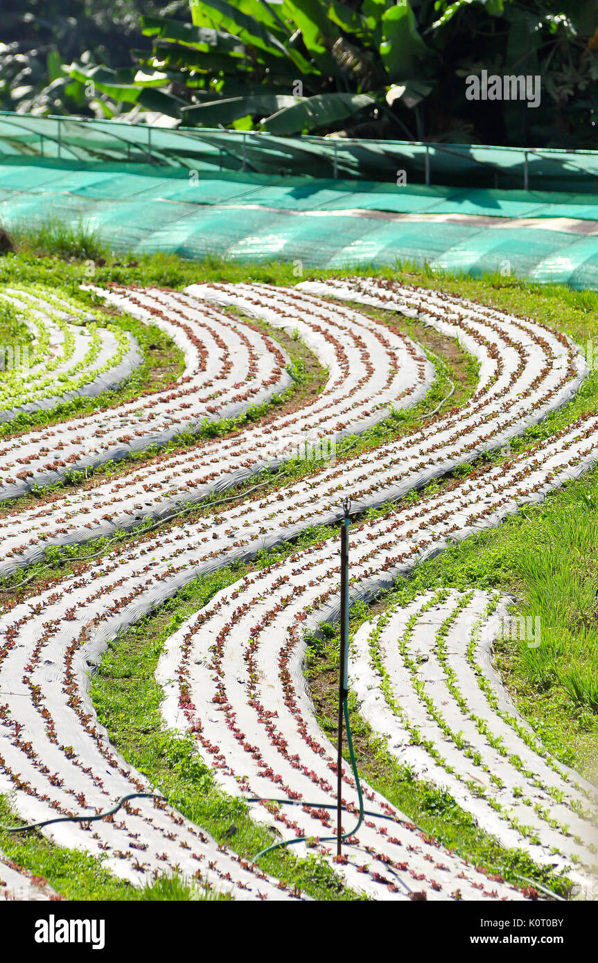 Les travaux du plan du jardin en tant qu'elle consiste à décider quoi et combien nous allons plante et où nous allons planter-peut très bien être do Banque D'Images