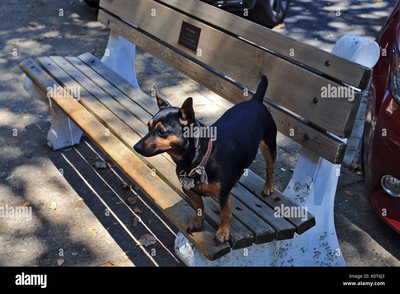 Chien sur un banc de la Sag Harbor Long Island New York Banque D'Images