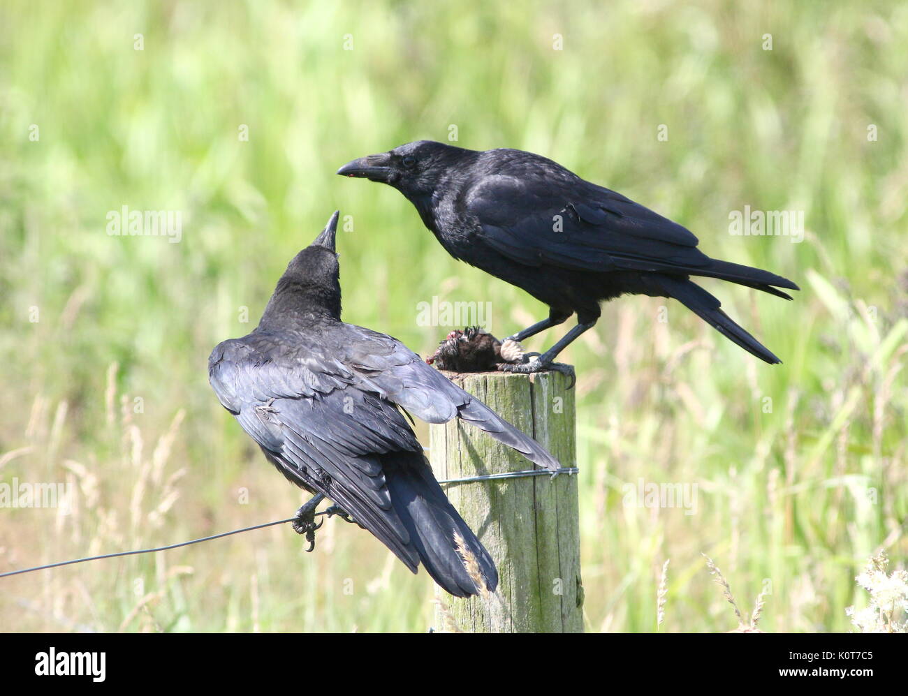 Noir européen ou corneille (Corvus corone), un parent l'alimentation d'une mole d'un jeune. Banque D'Images