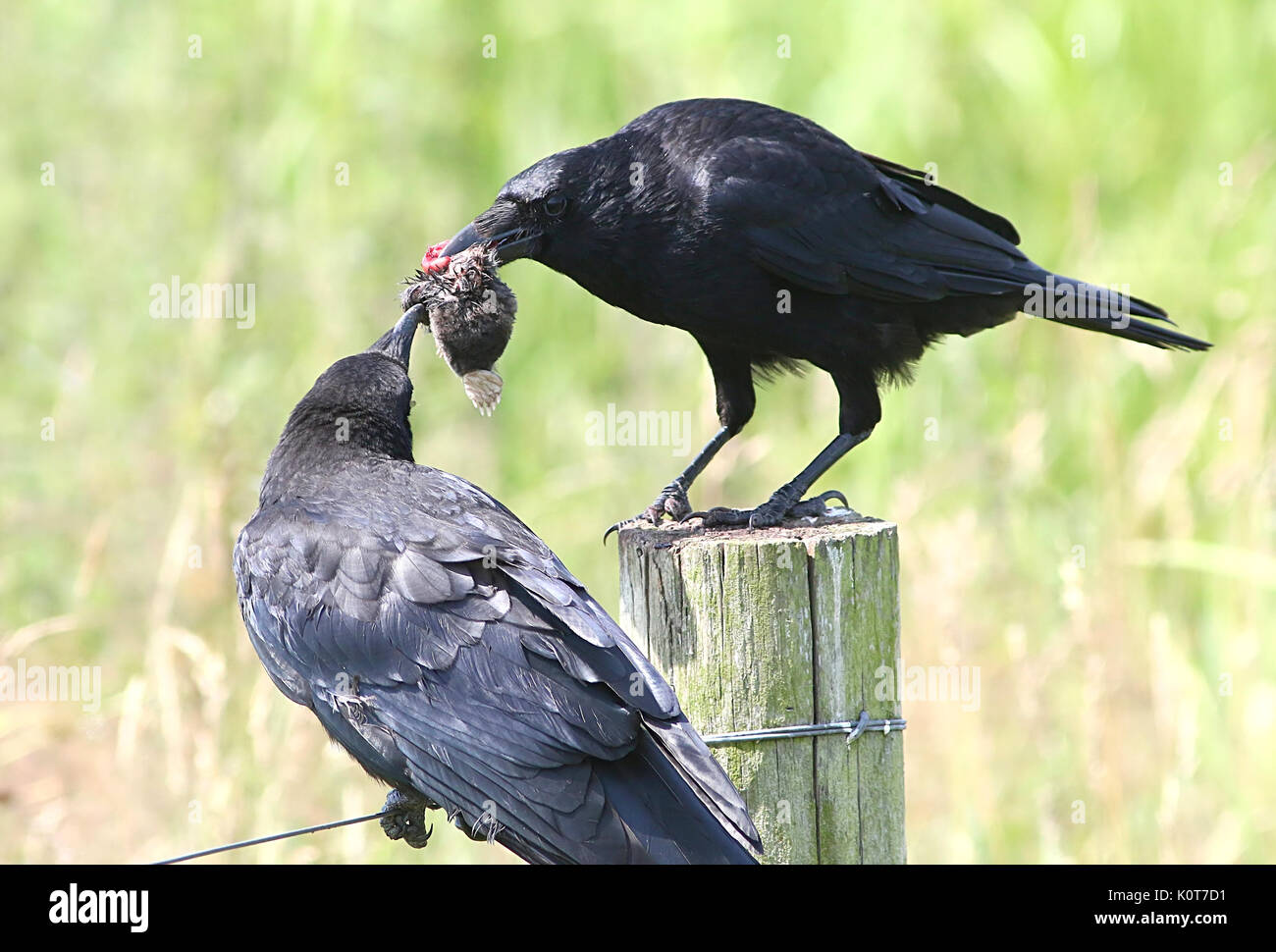 Noir européen ou corneille (Corvus corone), un parent l'alimentation d'une mole d'un jeune. Banque D'Images