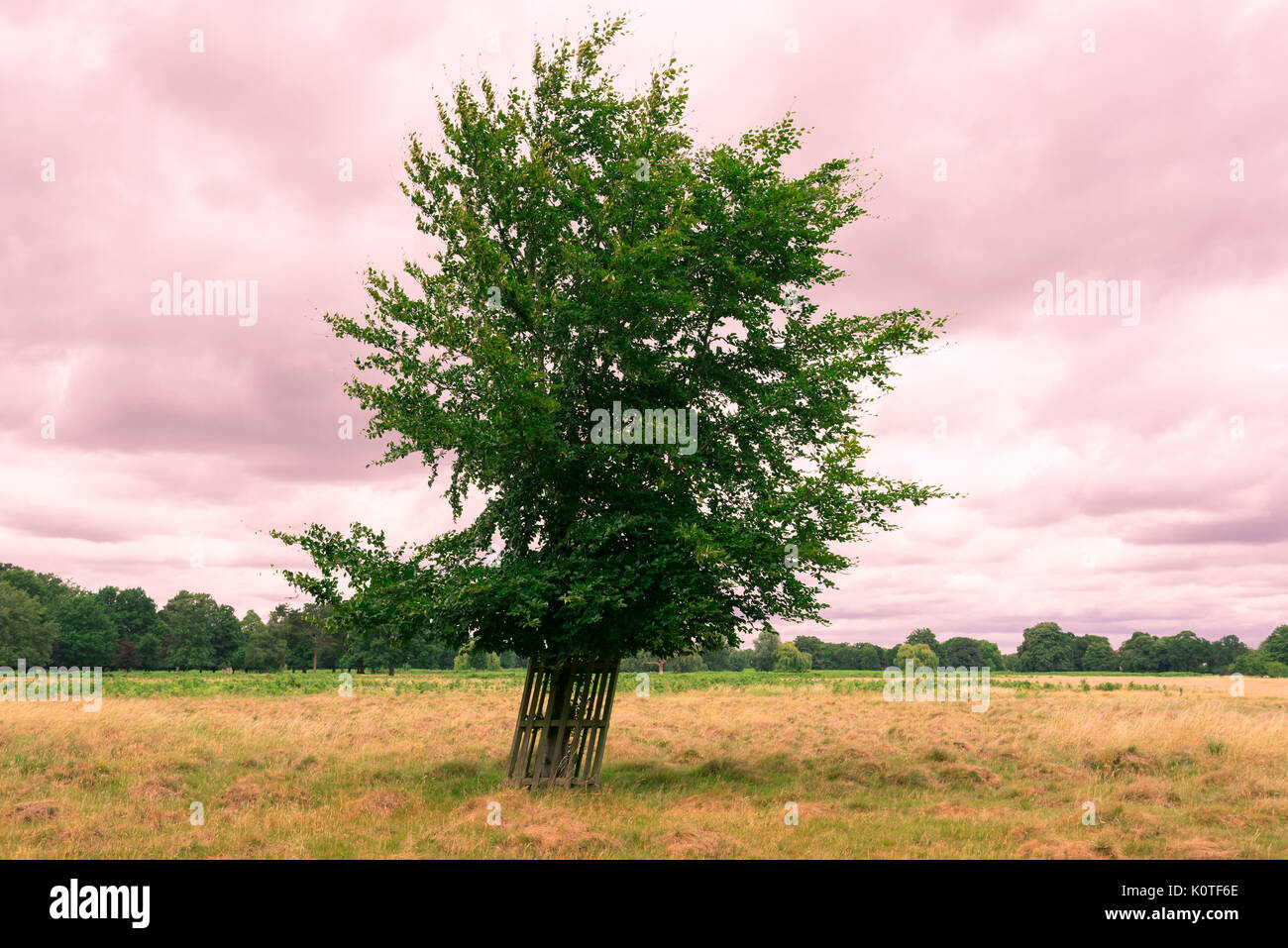 Seul arbre dans un champ ouvert avec ciel nuageux rose en arrière-plan. Effet Instagram. Banque D'Images