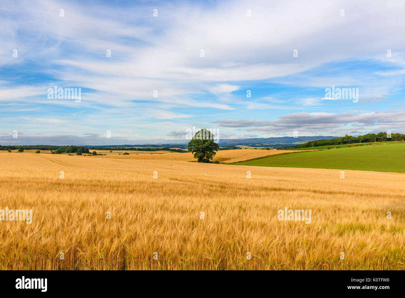 Vue panoramique sur la campagne près de Perth en Ecosse en été avec un arbre au milieu d'un champ de blé mûr. Banque D'Images