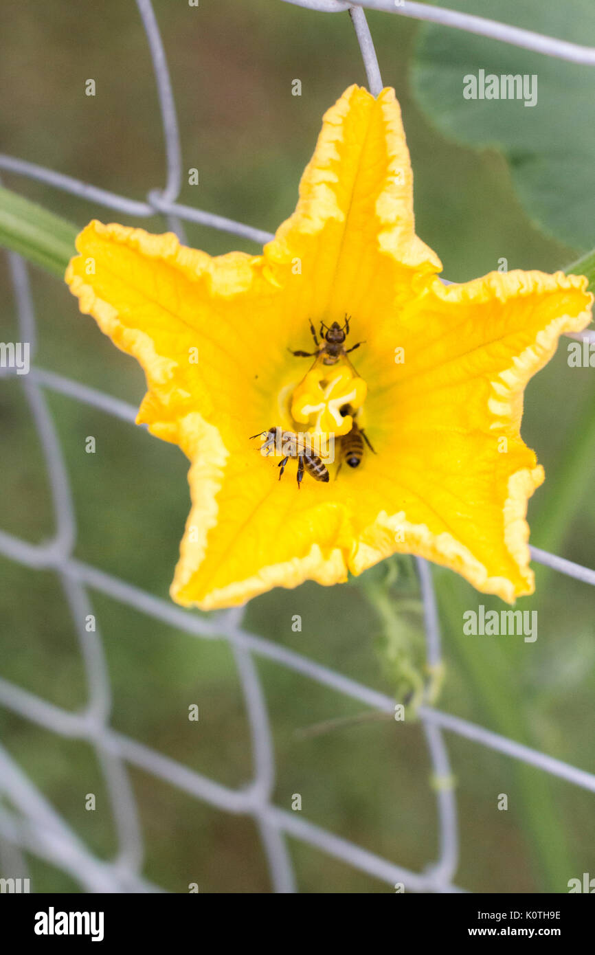 Courgettes en fleurs Banque de photographies et d’images à haute résolution Alamy