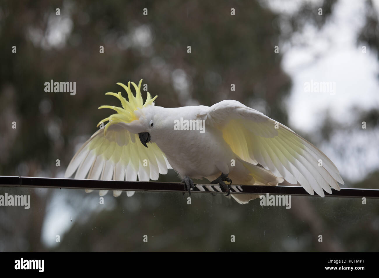 La teneur en soufre cacatoès soufré avec ailes déployées et la crête jusqu'à un balcon de fer. Warrandyte, Victoria, Australie. [Cacatua galerita] Banque D'Images