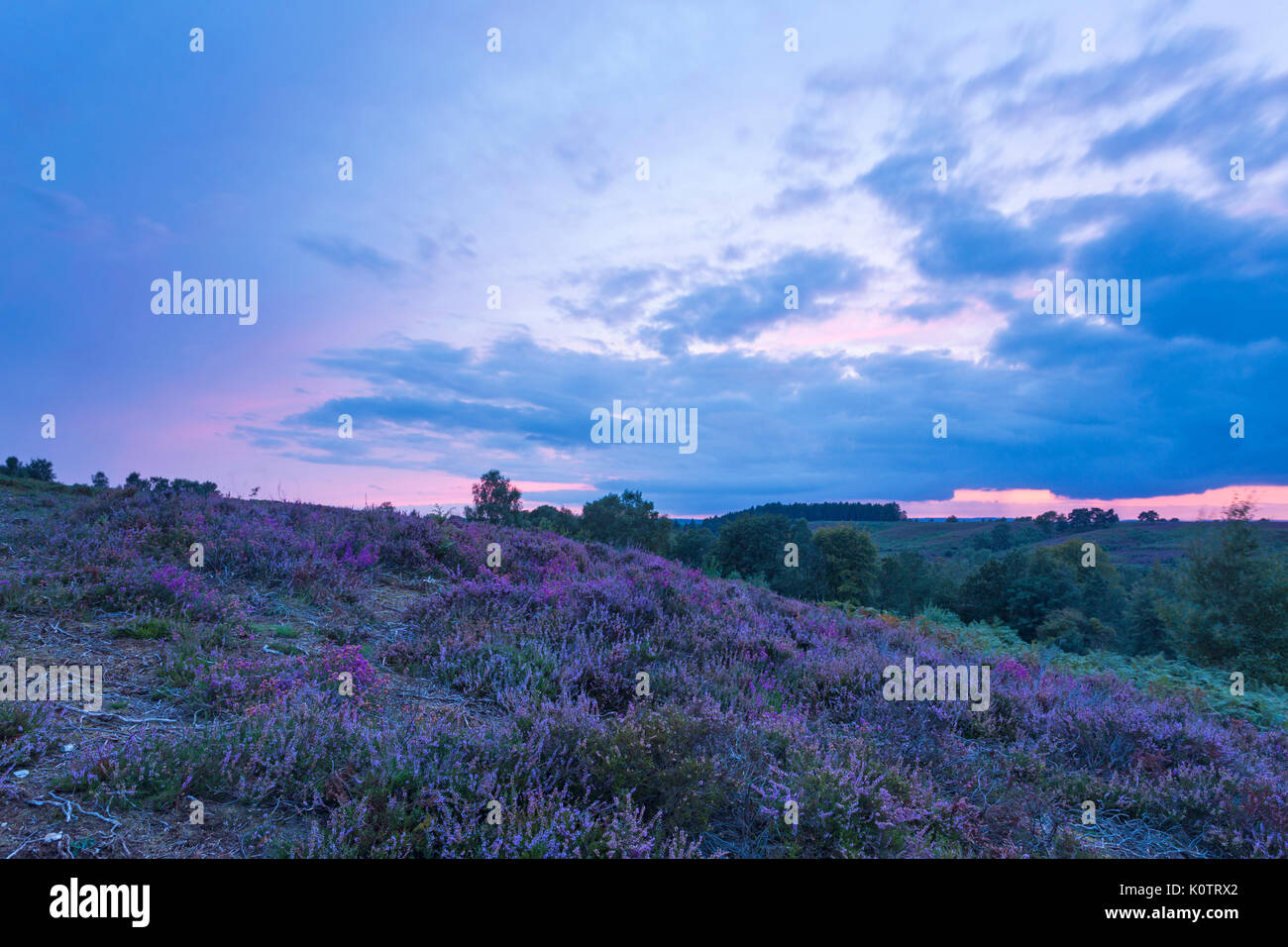 Commune de Rockford, New Forest, Hampshire, Royaume-Uni. Août 23, 2017. Magnifique coucher de soleil sur common et Heather dans le New Forest. Credit : Carolyn Jenkins/Alamy Live News Banque D'Images