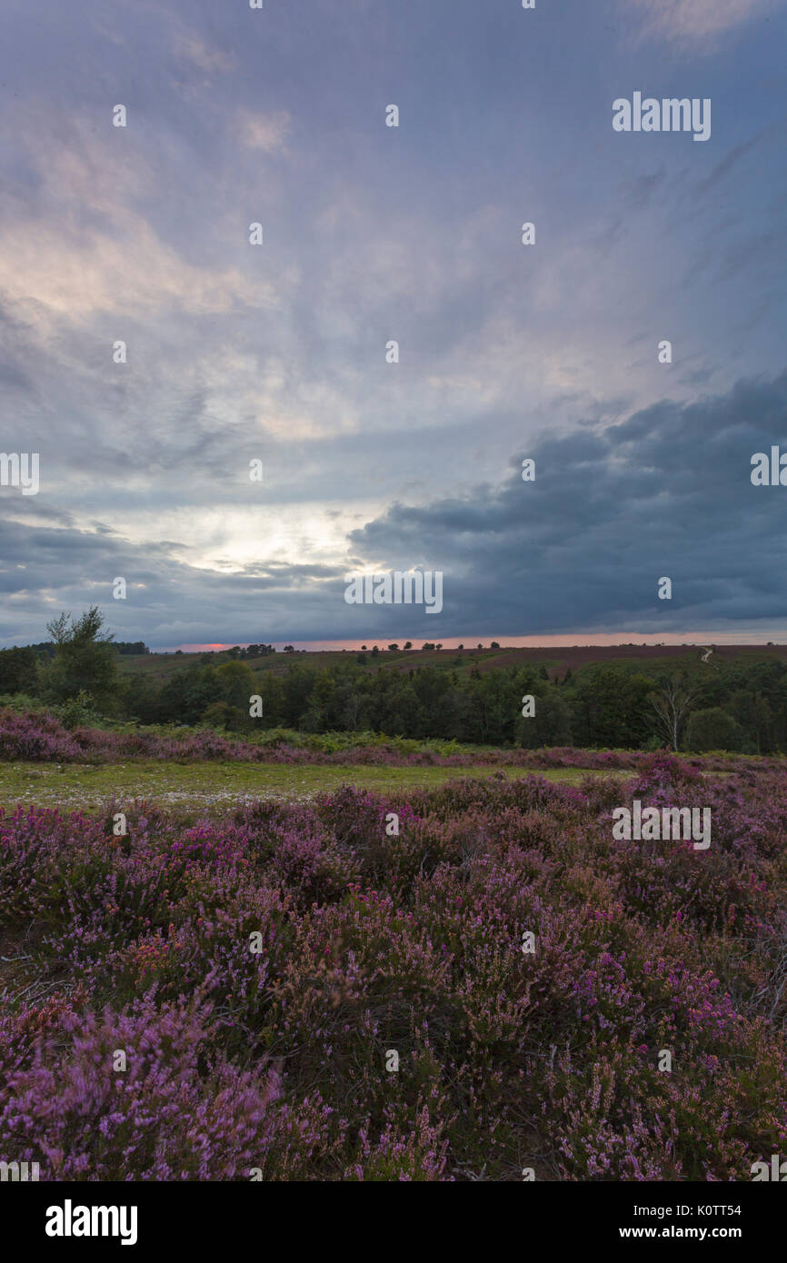 Commune de Rockford, New Forest, Hampshire, Royaume-Uni. Août 23, 2017. Magnifique coucher de soleil sur common et Heather dans le New Forest. Credit : Carolyn Jenkins/Alamy Live News Banque D'Images